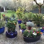 Oliveto Padenghe sul Garda
